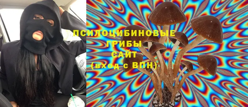 Псилоцибиновые грибы Psilocybine cubensis  Волосово 